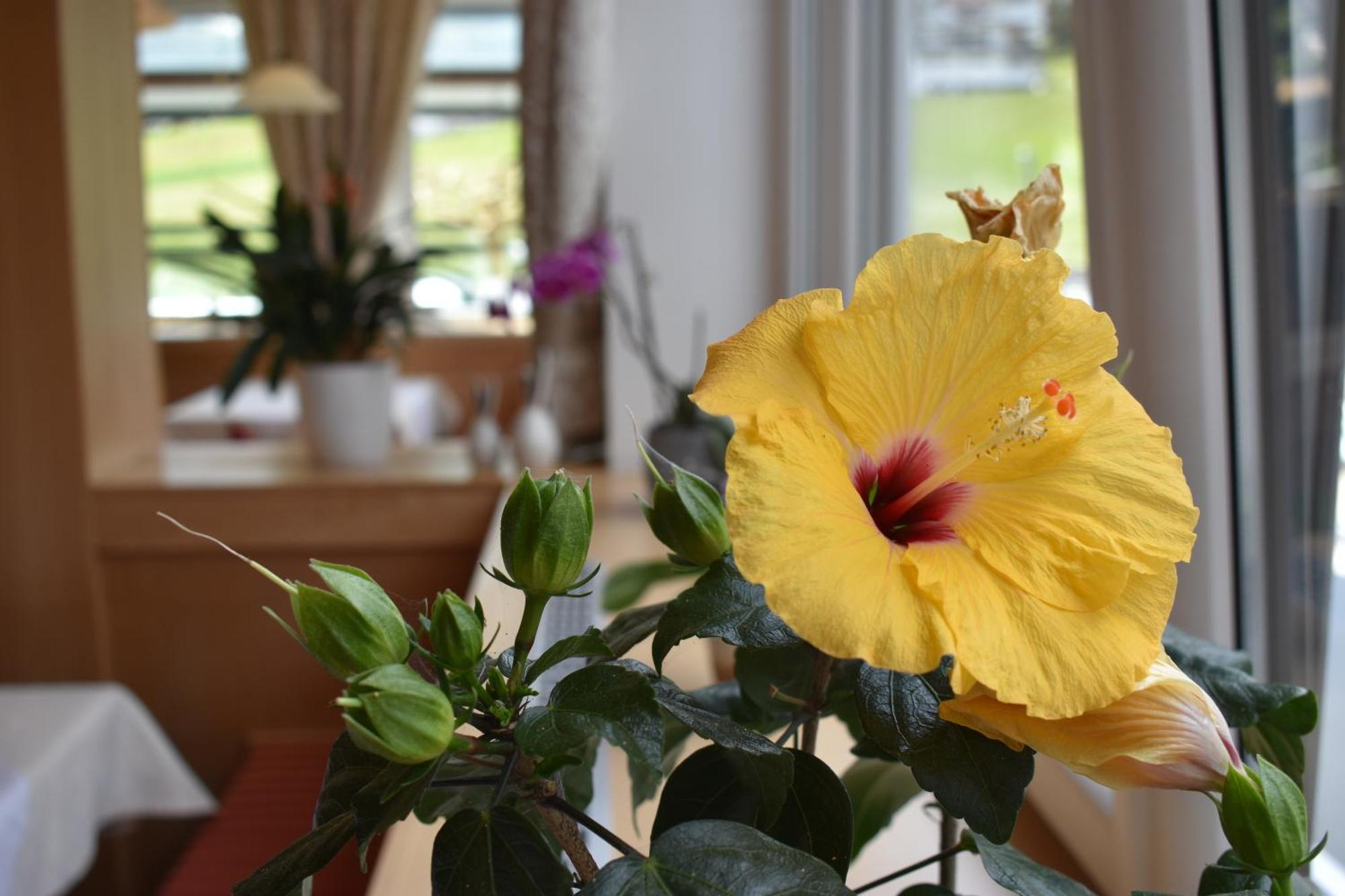 Hotel Kleissl Oberperfuss Eksteriør billede